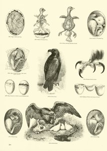 Página de El Museo Pictórico de la Naturaleza Animada