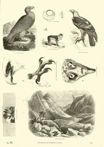 Página de El Museo Pictórico de la Naturaleza Animada de English School
