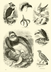 Página de El Museo Pictórico de la Naturaleza Animada de English School
