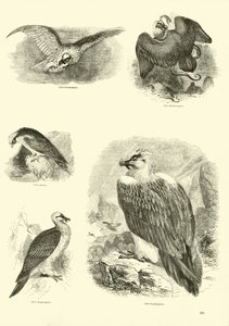 Página de El Museo Pictórico de la Naturaleza Animada de English School