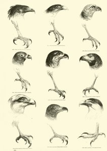 Página de El Museo Pictórico de la Naturaleza Animada de English School