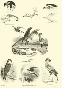 Página de El Museo Pictórico de la Naturaleza Animada