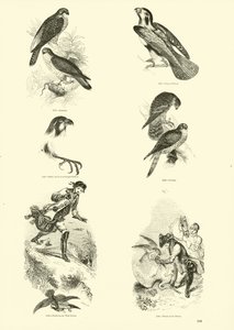 Página de El Museo Pictórico de la Naturaleza Animada