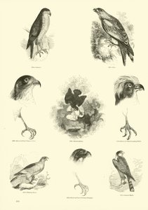 Página de El Museo Pictórico de la Naturaleza Animada