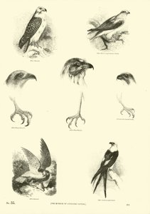 Página de El Museo Pictórico de la Naturaleza Animada de English School