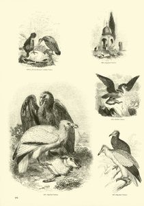 Página de El Museo Pictórico de la Naturaleza Animada de English School