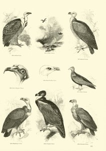 Página de El Museo Pictórico de la Naturaleza Animada de English School
