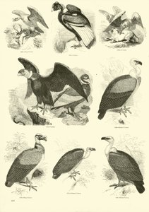 Página de El Museo Pictórico de la Naturaleza Animada