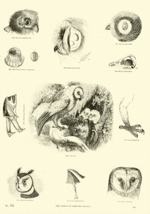 Página de El Museo Pictórico de la Naturaleza Animada