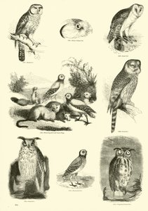 Página de El Museo Pictórico de la Naturaleza Animada de English School