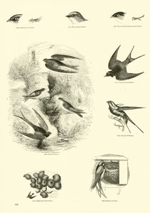 Página de El Museo Pictórico de la Naturaleza Animada de English School