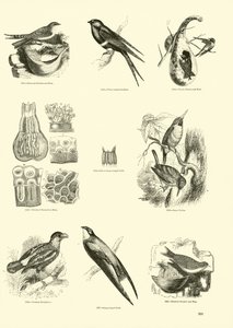 Página de El Museo Pictórico de la Naturaleza Animada de English School