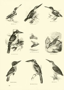Página de El Museo Pictórico de la Naturaleza Animada de English School