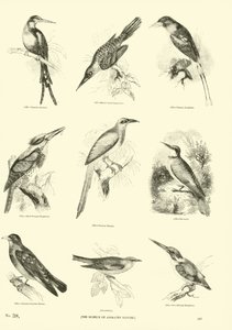 Página de El Museo Pictórico de la Naturaleza Animada