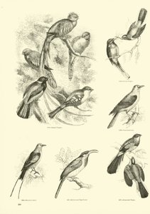 Página de El Museo Pictórico de la Naturaleza Animada de English School