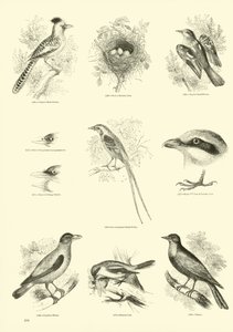 Página de El Museo Pictórico de la Naturaleza Animada de English School