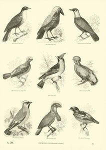 Página de El Museo Pictórico de la Naturaleza Animada