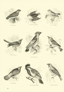 Página de El Museo Pictórico de la Naturaleza Animada de English School
