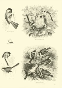 Página de El Museo Pictórico de la Naturaleza Animada de English School