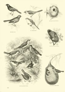 Página de El Museo Pictórico de la Naturaleza Animada