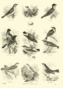 Página de El Museo Pictórico de la Naturaleza Animada de English School