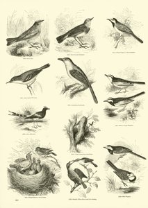 Página de El Museo Pictórico de la Naturaleza Animada de English School