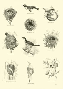 Página de El Museo Pictórico de la Naturaleza Animada