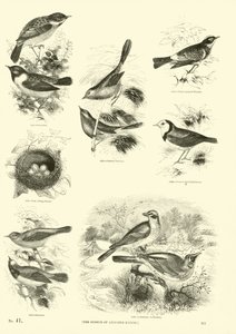 Página de El Museo Pictórico de la Naturaleza Animada de English School