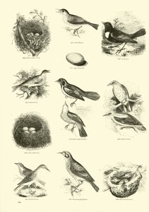 Página de El Museo Pictórico de la Naturaleza Animada