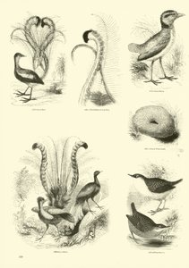 Página de El Museo Pictórico de la Naturaleza Animada