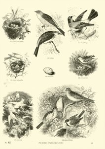 Página de El Museo Pictórico de la Naturaleza Animada de English School