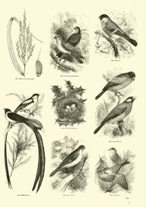 Página de El Museo Pictórico de la Naturaleza Animada de English School