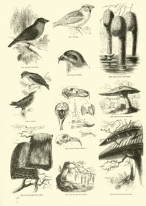 Página de El Museo Pictórico de la Naturaleza Animada