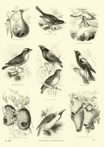 Página de El Museo Pictórico de la Naturaleza Animada de English School