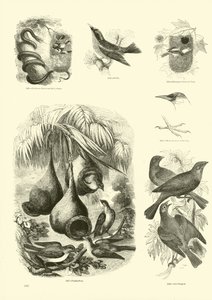 Página de El Museo Pictórico de la Naturaleza Animada