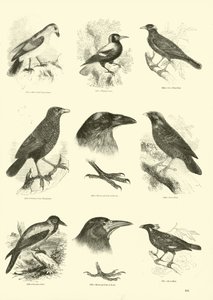 Página de El Museo Pictórico de la Naturaleza Animada