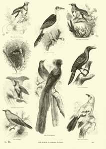 Página de El Museo Pictórico de la Naturaleza Animada de English School