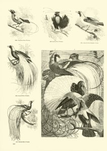 Página de El Museo Pictórico de la Naturaleza Animada