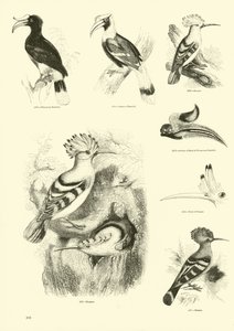 Página de El Museo Pictórico de la Naturaleza Animada