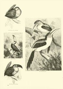 Página del Museo Pictórico de la Naturaleza Animada de English School