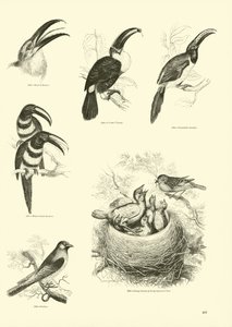 Página del Museo Pictórico de la Naturaleza Animada de English School