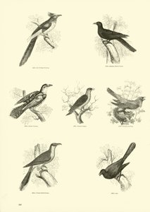 Página del Museo Pictórico de la Naturaleza Animada de English School