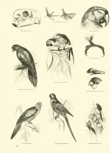Página del Museo Pictórico de la Naturaleza Animada