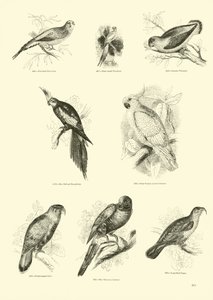 Página del Museo Pictórico de la Naturaleza Animada de English School