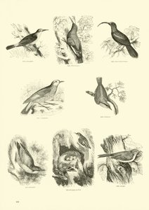 Página del Museo Pictórico de la Naturaleza Animada de English School