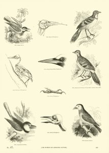 Página del Museo Pictórico de la Naturaleza Animada de English School