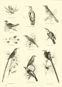 Página del Museo Pictórico de la Naturaleza Animada de English School