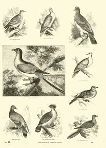 Página del Museo Pictórico de la Naturaleza Animada