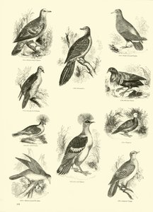 Página del Museo Pictórico de la Naturaleza Animada de English School