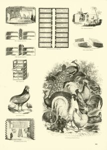 Página del Museo Pictórico de la Naturaleza Animada